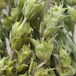 Vendora ΤΣΑΙ ΒΟΥΝΟΥ!!! ΣΙΔΕΡΙΤΗΣ!!!