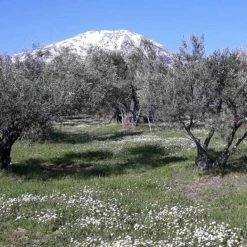 Vendora Πωλείται!! Εξαιρετικά παρθένο ελαιόλαδο, από το όρος "Δίρφυς" Ευβοίας, φυσικός χυμός ελιάς. Σε δοχείο 17 λίτρα, η τιμή του είναι 95 €.