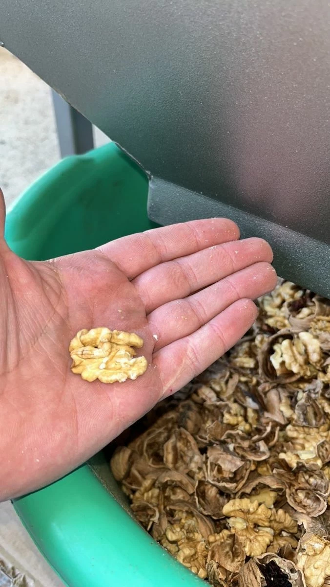 Vendora Καθαρισμένα καρύδια ( ψίχα ) φετινής εσοδείας 2022. - Image 3