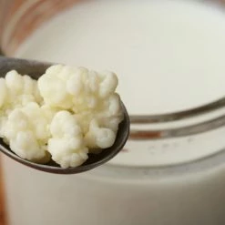 Vendora Κεφίρ βιολογικοί σπόροι γάλακτος Καυκάσου