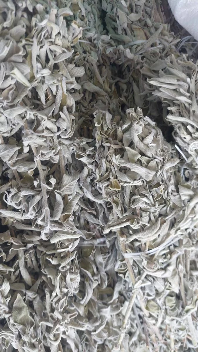 Vendora Φασκομηλο Salvia Officinallis - Image 2