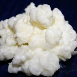 Vendora Γνησιο ΚΕΦΙΡ *μανιτάρι γάλακτος (Ρωσική καταγωγή)