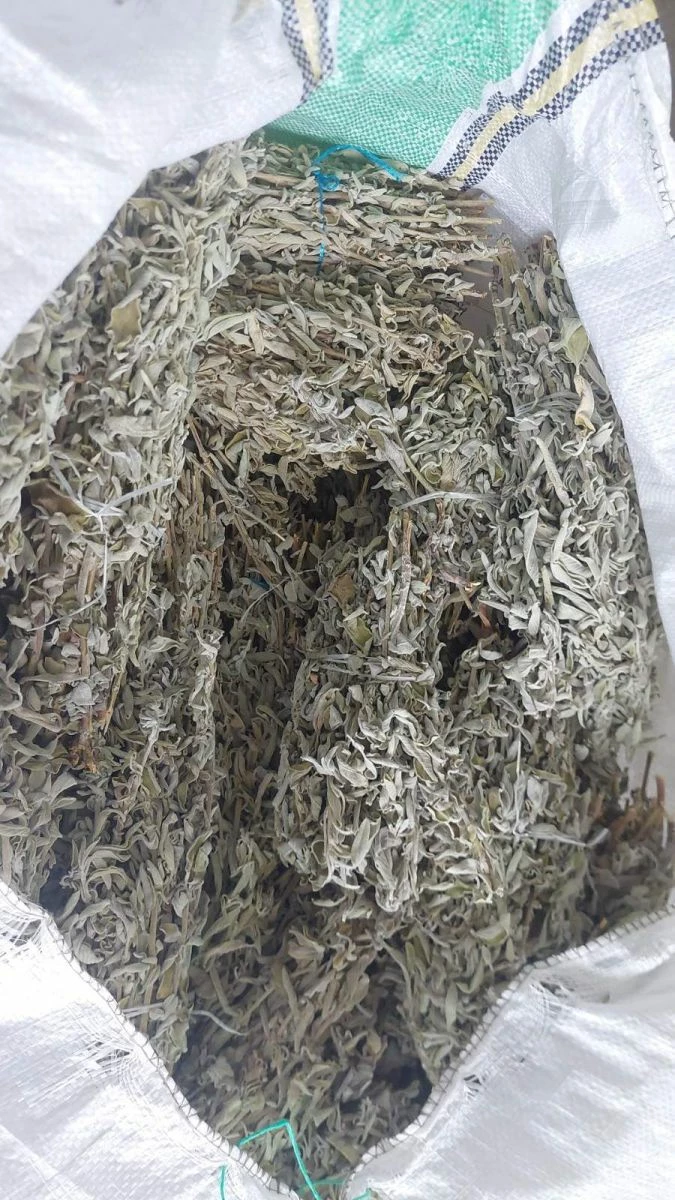 Vendora Φασκομηλο Salvia Officinallis