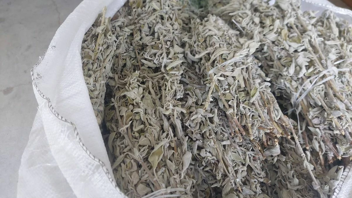 Vendora Φασκομηλο Salvia Officinallis - Image 3