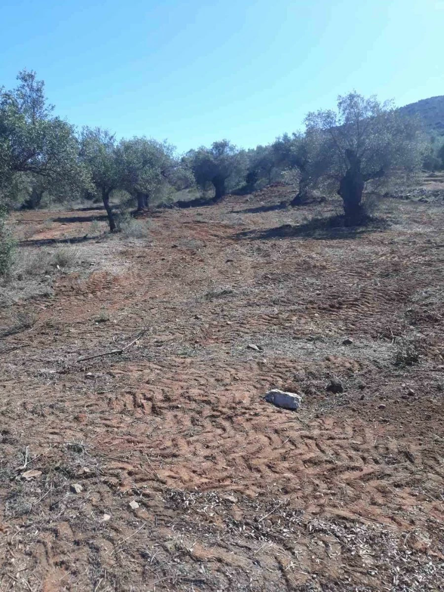 Vendora ΛΑΔΙ ΛΑΚΩΝΙΑΣ