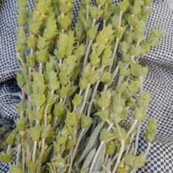 Vendora ΤΣΑΙ ΒΟΥΝΟΥ SIDERITIS RAISERI