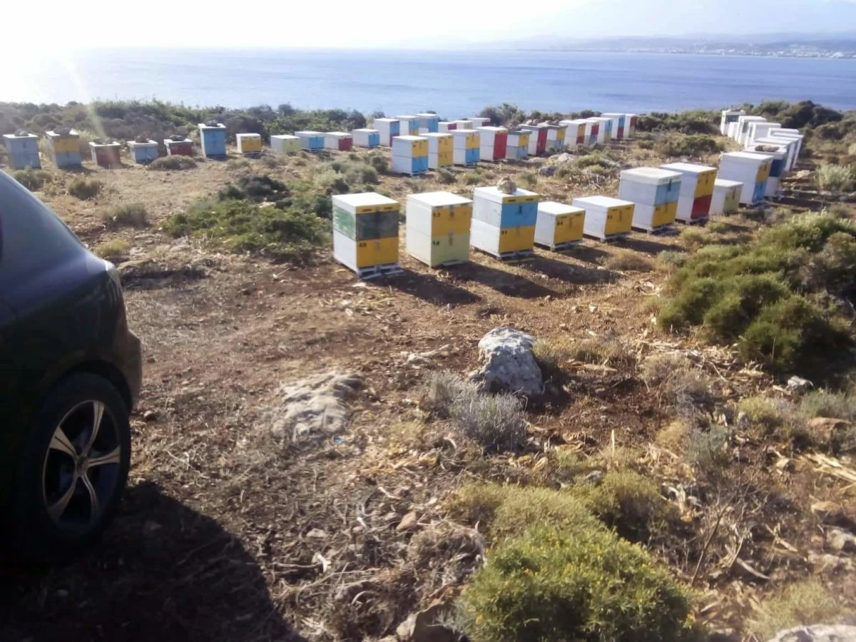 Vendora Κρητικό μέλι Apiholic θυμάρι και άγρια βότανα 950γρ. - Image 2