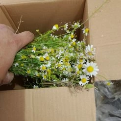 Vendora ΧΑΜΟΜΗΛΙ