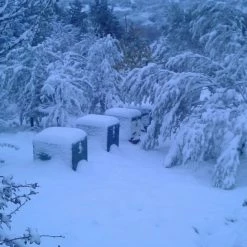 Vendora Πωλείται μέλι πεύκου άριστης ποιότητας προς 6€ το κιλό η τιμή ισχύει από 5 δοχεία και πάνω